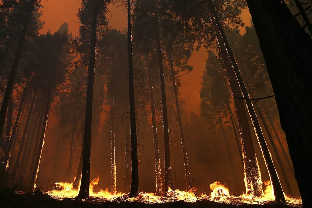 пожежа в лісі горить ліс вогонь