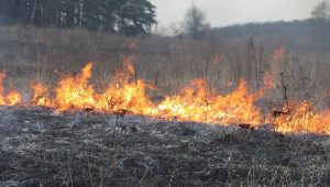 На Львівщині продовжують палити суху траву