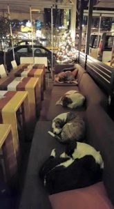 собаки ночують в кафе