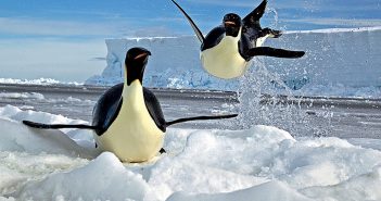 Вистрибнувши з води, пінгвіни на череві проїжджають по льоду 1-2 метри. Фото: PAUL NICKLEN / GETTY IMAGES / FOTOBANK.COM