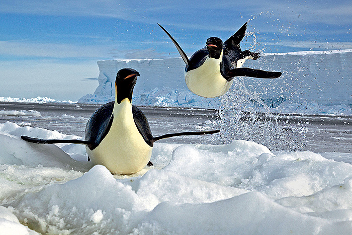 Вистрибнувши з води, пінгвіни на череві проїжджають по льоду 1-2 метри. Фото: PAUL NICKLEN / GETTY IMAGES / FOTOBANK.COM