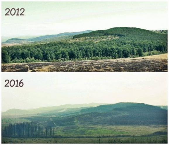 Карпати без дерев: як в Україні крадуть ліси