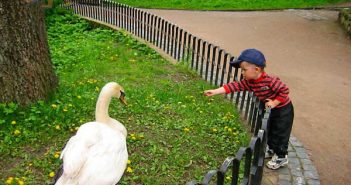 У Стрийський парк львів'яни приходять фотографуватися із живими лебедями
