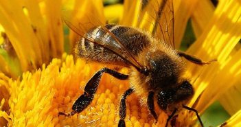 бджоли бджільництво пасіка пасічник мед
