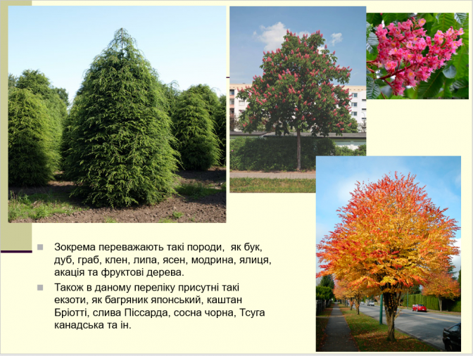 У Львові висадять рекордну кількість дерев. Перелік вулиць та видів