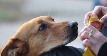 Шкуродерів тепер садитимуть за ґрати