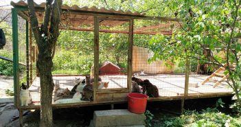 Львів'ян просять допомогти прогодувати тварин у притулку