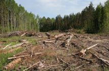 вирубка лісів вирубування ліс екологія
