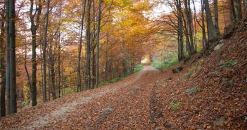 Золота осінь у Карпатах: 5 найкращих маршрутів буковими лісами ліс осінь дорога в лісі