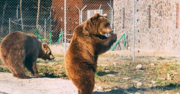 Ведмежий притулок на Львівщині