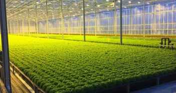 Море салатів, ліс помідорів. Як на Львівщині працює нідерландський агробізнес теплиця овочі салат капуста городина