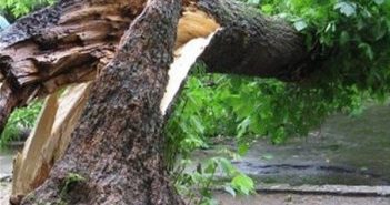 впало дерево