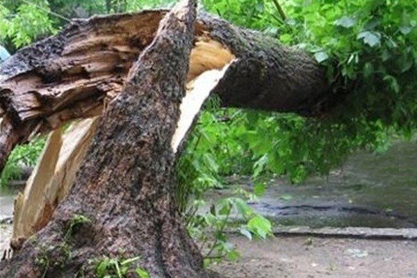 впало дерево