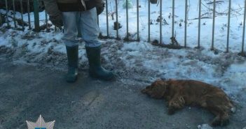 У Львові патрульні затримали чоловіка, який задушив собаку