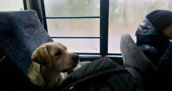 собака в маршрутці