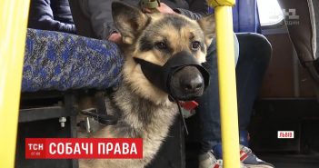 Чоловік з собакою два дні не міг виїхати зі Львова через відмову водіїв маршруток везти тварину