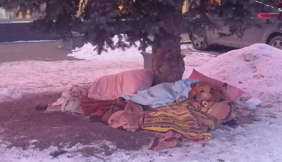 Дім під ялинкою. Львівські волонтери рятують собачу пару, що живе під деревом на Сихові