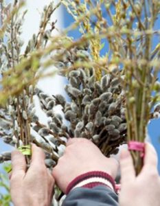Вербна неділя 2018: історія і традиції світлого свята