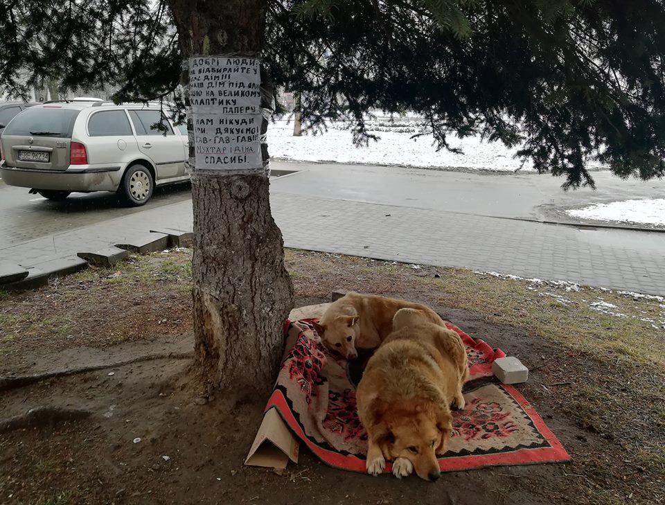 Дім під ялинкою. Львівські волонтери рятують собачу пару, що живе під деревом на Сихові
