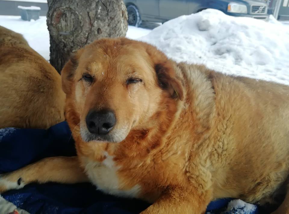 Дім під ялинкою. Львівські волонтери рятують собачу пару, що живе під деревом на Сихові