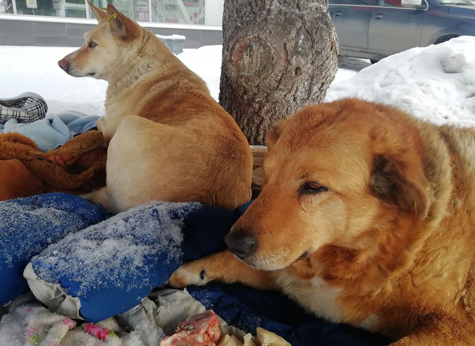 Дім під ялинкою. Львівські волонтери рятують собачу пару, що живе під деревом на Сихові