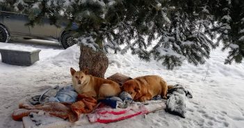 Дім під ялинкою. Львівські волонтери рятують собачу пару, що живе під деревом на Сихові