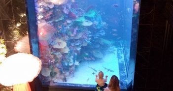 Аквалангіст занурюється в акваріум, щоб з рук погодувати акул...