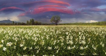 Закарпаття, м. Хуст. Долина Нарцисів. © Роман Михайлюк, shutterstock.com