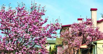 92-річна чернівчанка всю вулицю засадила магноліями