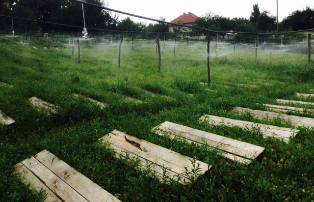 Перша равликова ферма запрацювала на Закарпатті: треба їхати на дегустацію