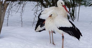 Для порятунку лелек небайдужі львів’яни зібрали понад ₴12 тис.
