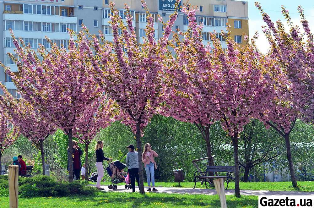 У парку імені Івана Павла ІІ, що в Сихівському районі Львова, цвітуть десятки сакур.