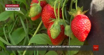 Як на Львівщині колишній АТОвець ягідний бізнес розвиває