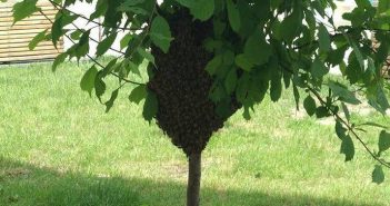 Тисячі диких бджіл залетіли у центр Львова (ФОТО)