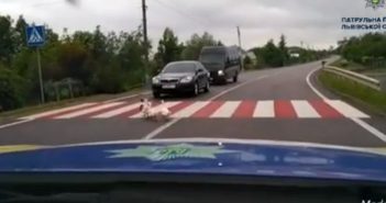 Патрульні записали повчальне відео, на якому гуси Львівщини дотримуються ПДР