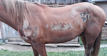 На Закарпатті п’яний екс-помічник лісничого тягав прив’язаного до УАЗу коня по асфальту (фото 18+)