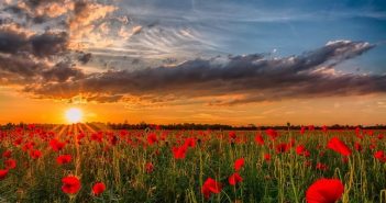 маки сонцестояння літнє літнього