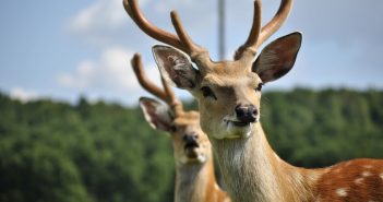 Маньчжурські олені