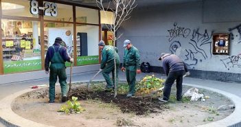 Як змінився платан біля готелю «Львів». Фото до і після