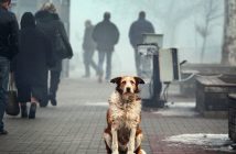 собака тварини