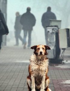 собака тварини