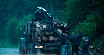 В українських Карпатах триває масове вирубування лісу-кругляка