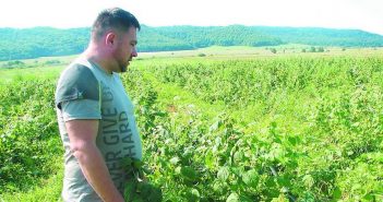 Фермер Андрій Косик показує малинову плантацію