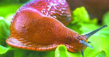 Руді іспанські слимаки атакують городи на Львівщині