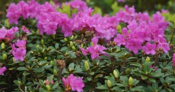 Рідкісне явище: у Карпатах розцвіла червона рута (Фото)