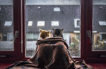 дощ негода холод кіт коти кішка