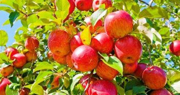 яблуня яблука