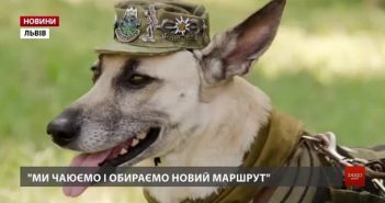 Собака Лада
