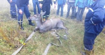 На Львівщині рятували самицю оленя: впала в басейн без води