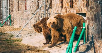 ведмідь ведмеді домажир ведмежий притулок притулок для ведмедів